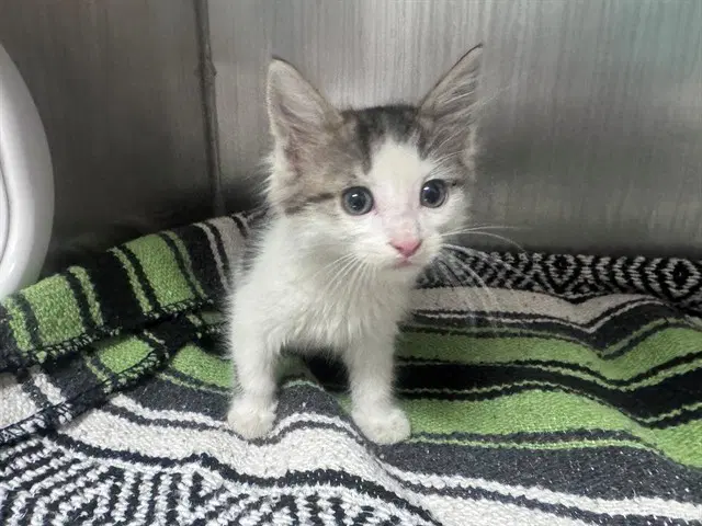 Gideon - Domestic Medium Hair