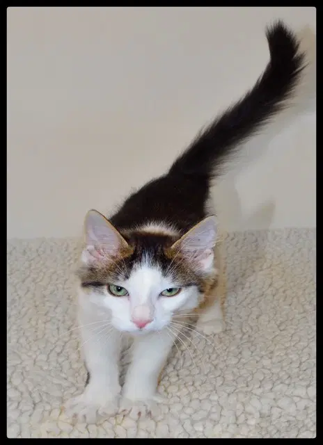 Gideon - Domestic Medium Hair