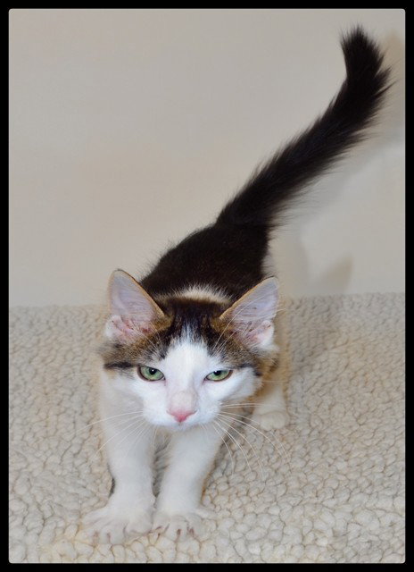 picture of the cat needing adoption