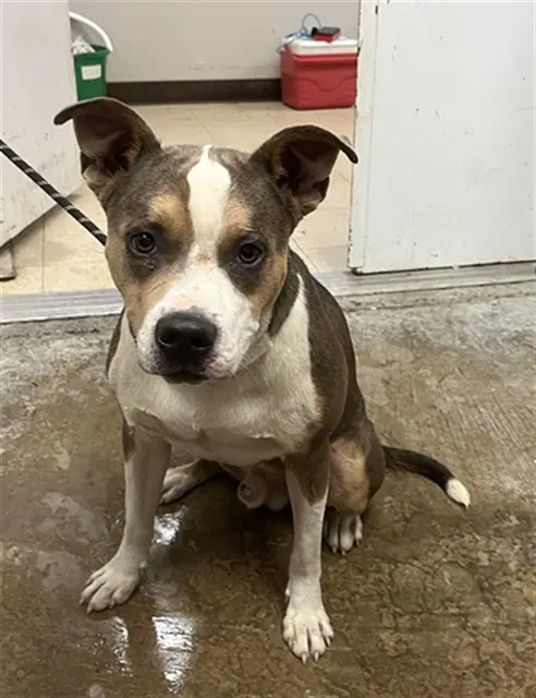 Petey - Pit Bull Terrier