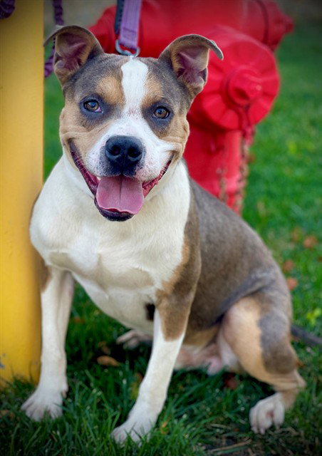 picture of the dog needing adoption