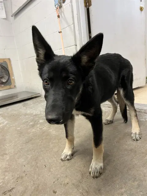 Willow - German Shepherd Dog