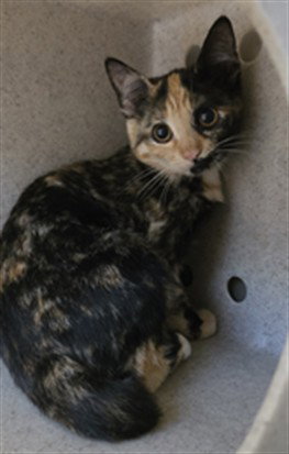 picture of the cat needing adoption