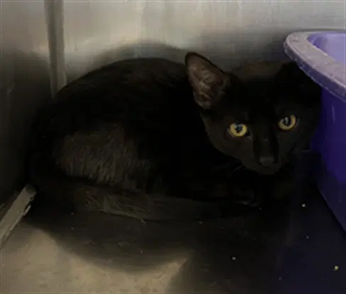 Pugsley - Domestic Short Hair