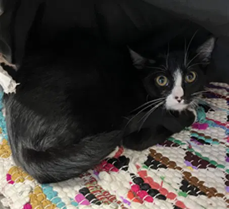 Wednesday - Domestic Short Hair