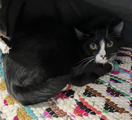 picture of the cat needing adoption