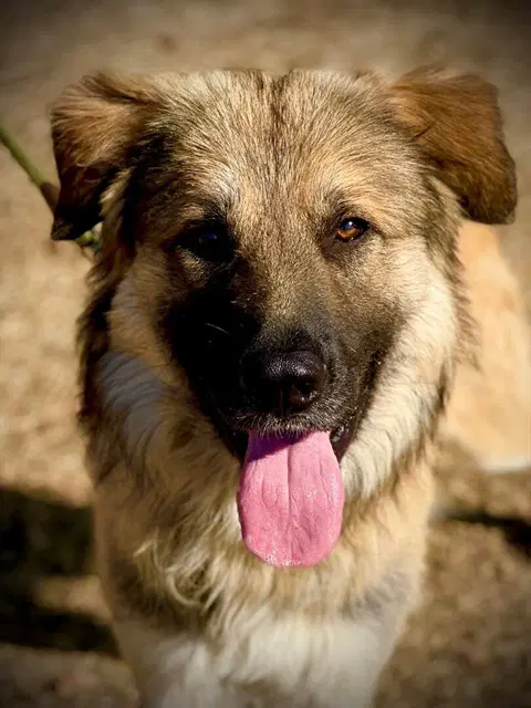 Copper - Anatolian Shepherd