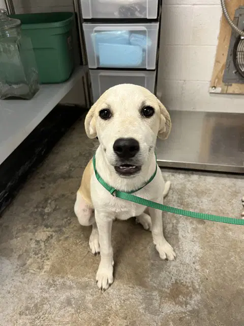 Jolly - Labrador Retriever