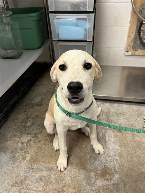 picture of the dog needing adoption