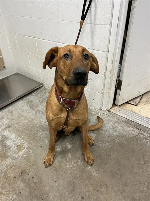 Clifford - Rhodesian Ridgeback