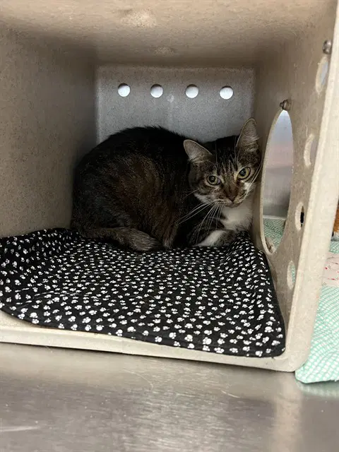 Emily - Domestic Short Hair