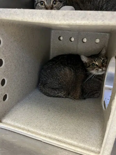 Charlotte - Domestic Short Hair