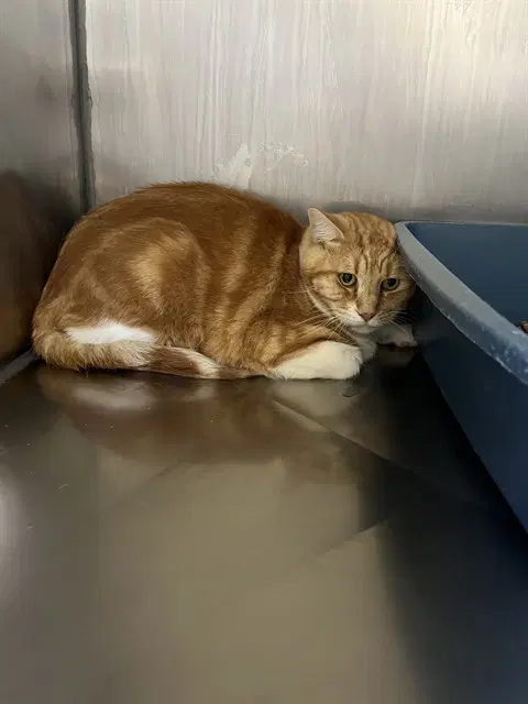 Patrick - Domestic Short Hair