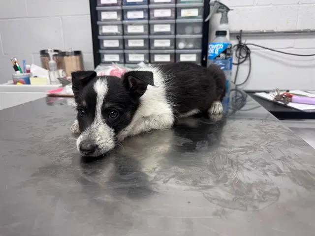 Merlot - Australian Cattle Dog/Blue Heeler