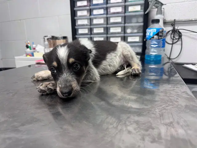 Cherrio - Australian Cattle Dog/Blue Heeler