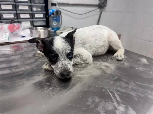 Clammie - Australian Cattle Dog/Blue Heeler