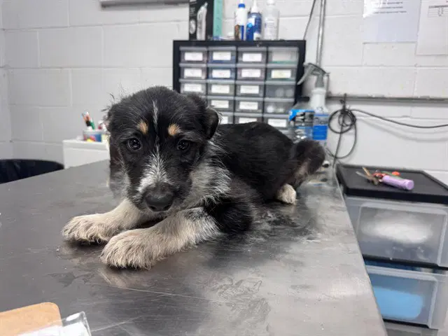Sugar Bear - Australian Cattle Dog/Blue Heeler