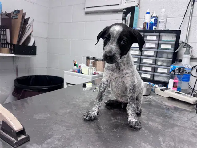Fred - Australian Cattle Dog/Blue Heeler