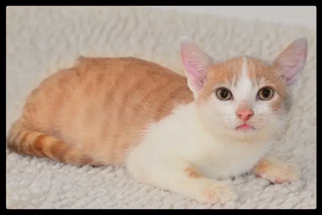 Blizzard - Domestic Short Hair