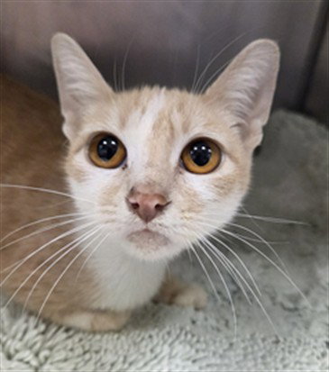 picture of the cat needing adoption