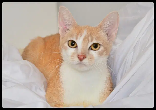 Summer - Domestic Short Hair