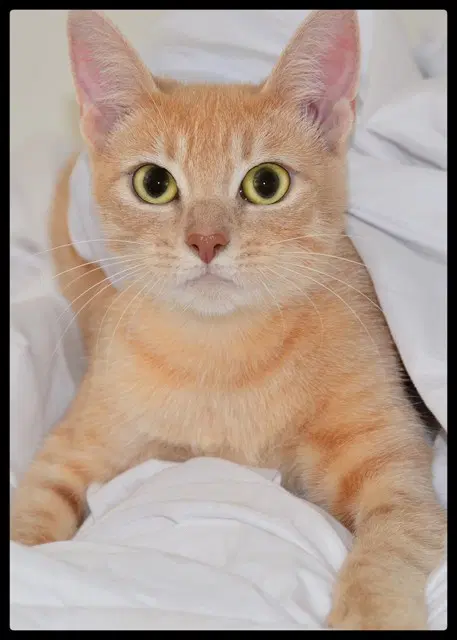 Winter - Domestic Short Hair