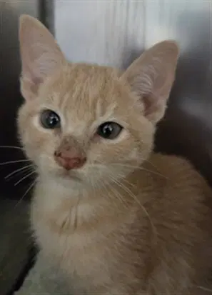 Sunny - Domestic Short Hair