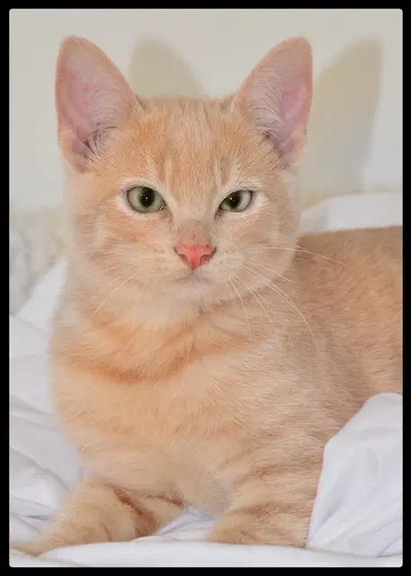 Sunny - Domestic Short Hair