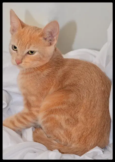 Autumn - Domestic Short Hair
