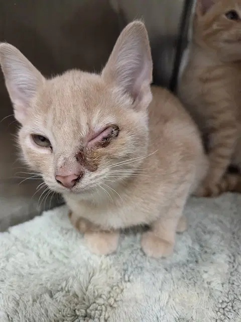 Amber - Domestic Short Hair