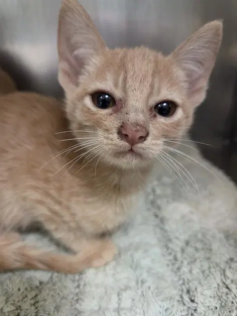 June - Domestic Short Hair