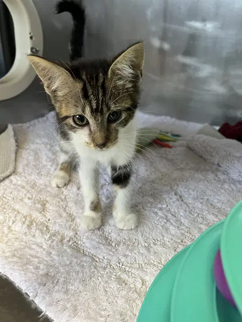 Pebbles - Domestic Short Hair