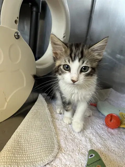Sandy - Domestic Medium Hair