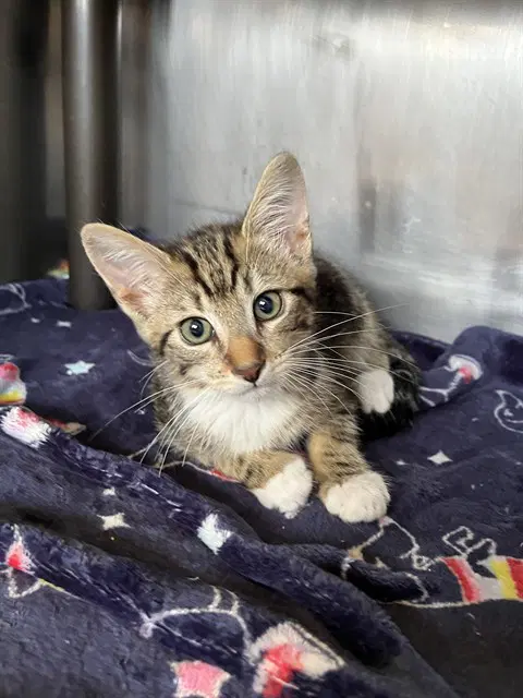Hogan - Domestic Short Hair