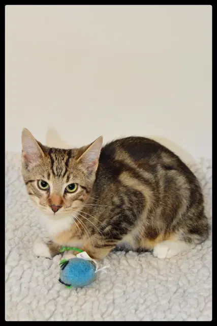 Hogan - Domestic Short Hair