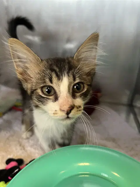 Splash - Domestic Medium Hair