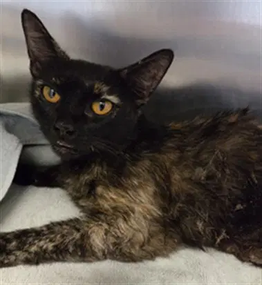 Penny - Domestic Medium Hair