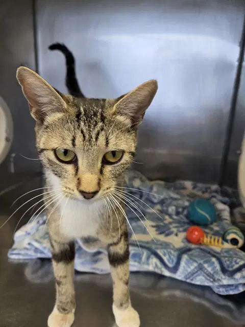 Chiara - Domestic Short Hair