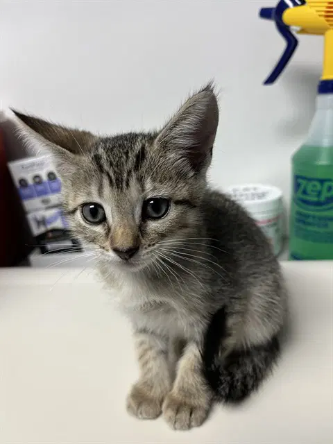 Cooper - Domestic Short Hair