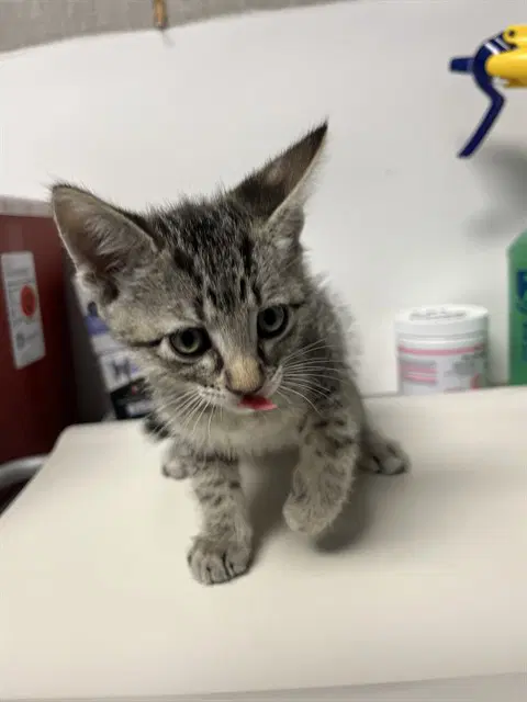 Chad - Domestic Short Hair