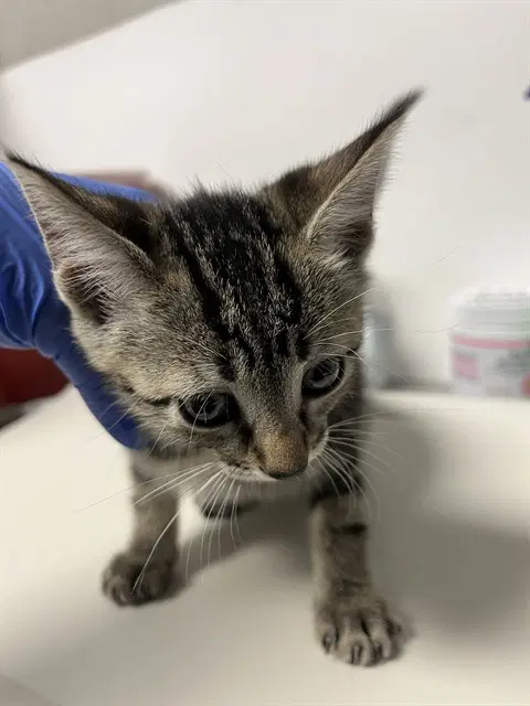 Cindy - Domestic Short Hair