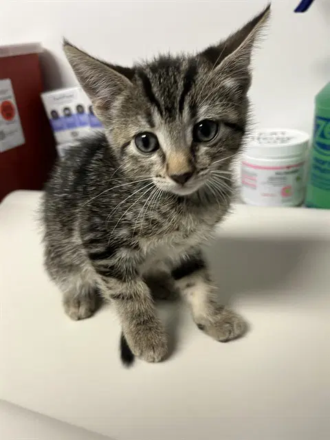 Crystal - Domestic Short Hair