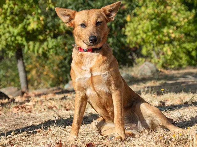 Honey - Australian Cattle Dog/Blue Heeler