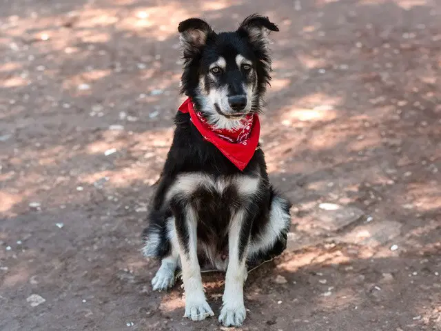Pepe - Border Collie