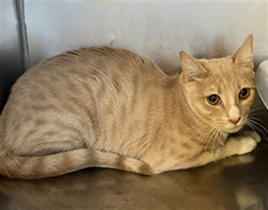 Scooter, Domestic Short Hair