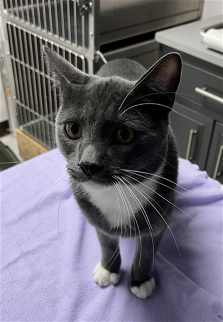 Squeeker, Domestic Short Hair