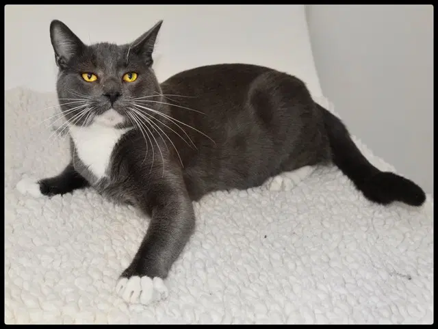 Squeeker - Domestic Short Hair