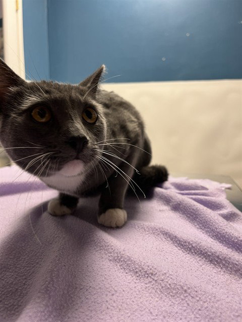 Boots, Domestic Short Hair