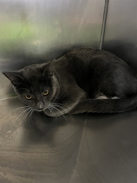 Smokey, Domestic Short Hair