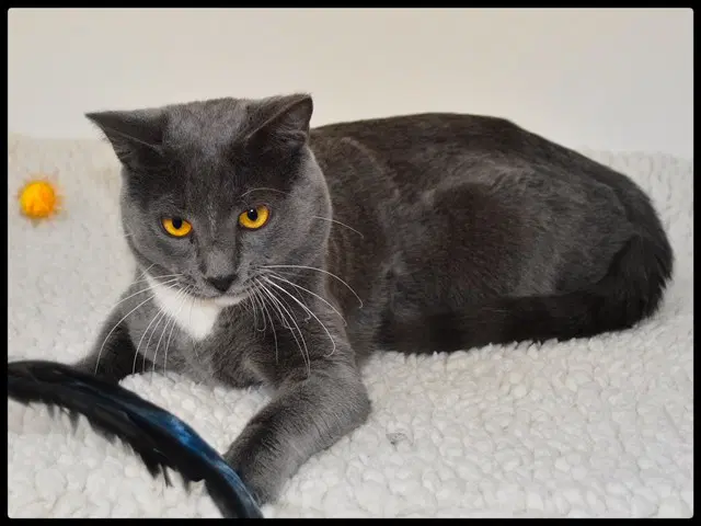 Smokey - Domestic Short Hair